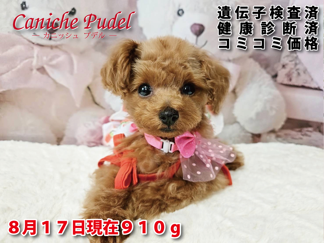 Caniche Pudel 岐阜・岐南町トイプードル専門ブリーダー・子犬販売